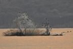 Dalmatian Pelican Pelecanus crispus with cormorants in Serbia Marko Sciban 2